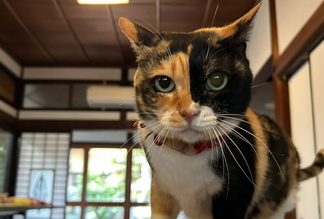 ミーちゃん