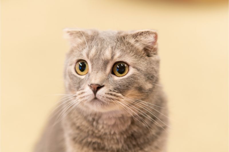 まーくん