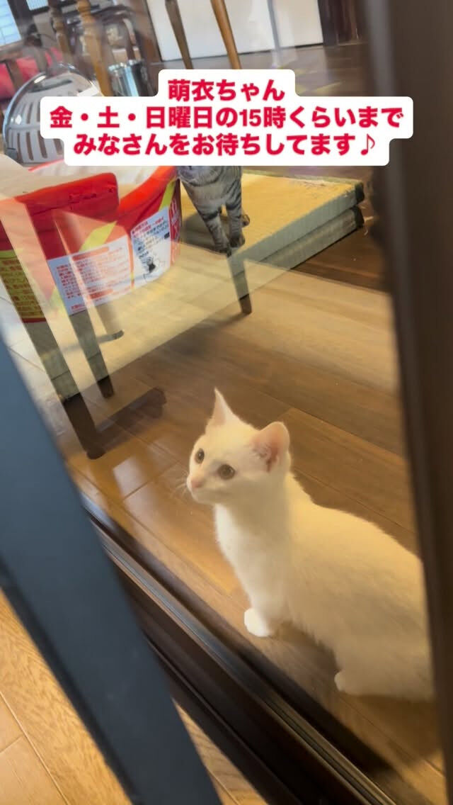 毎日おそばにいさせてにゃ🐾