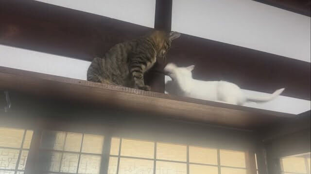 里親を探している可愛らしい猫たち、萌衣とちはる