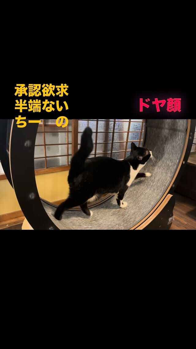 寂しいとき思い出して来てにゃ🐾