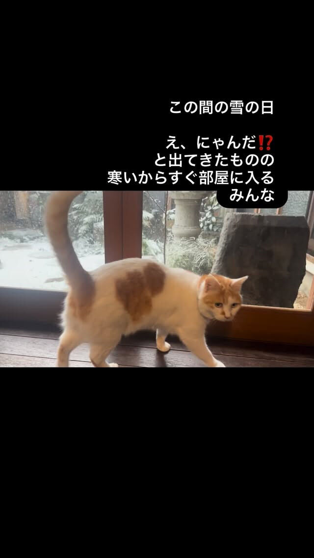 もう寒いのはいやだね…