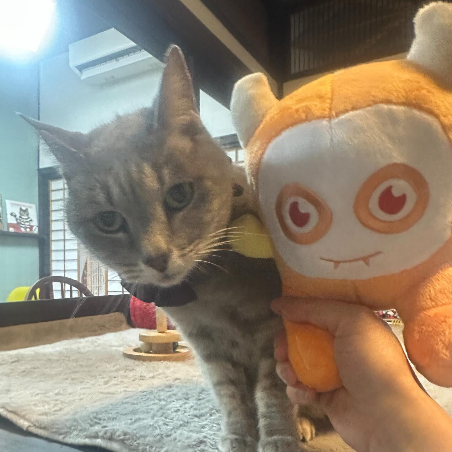 ねこべやはあたたかいにゃ🐾