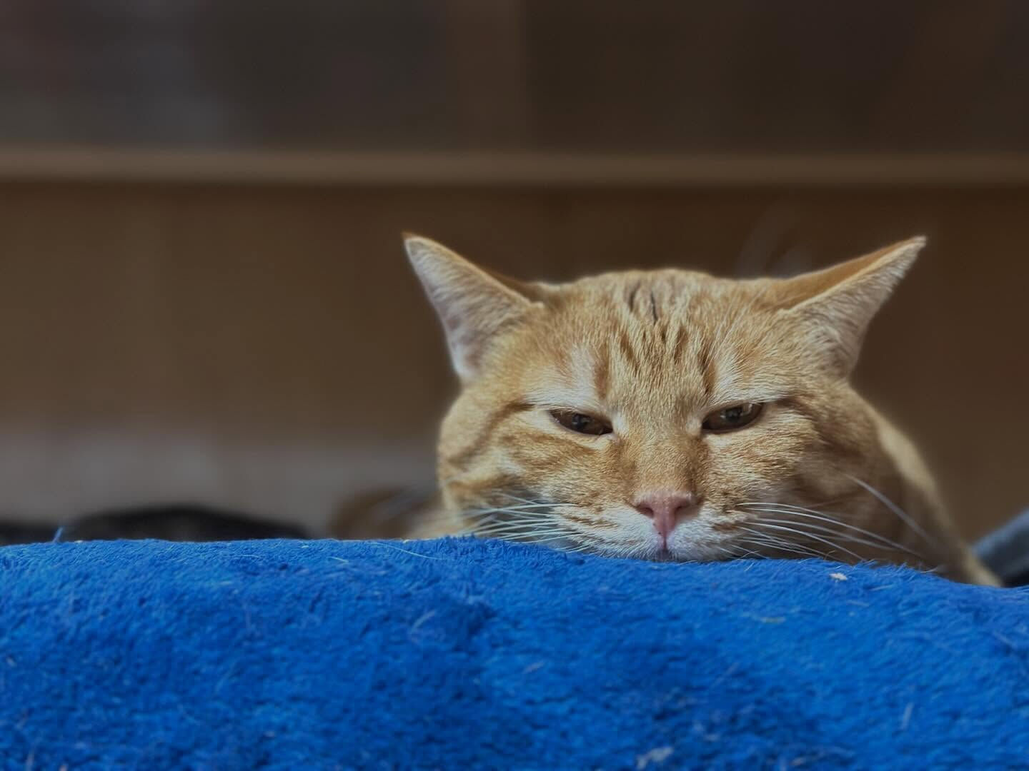 雨の日もねこべや大盛況🎵