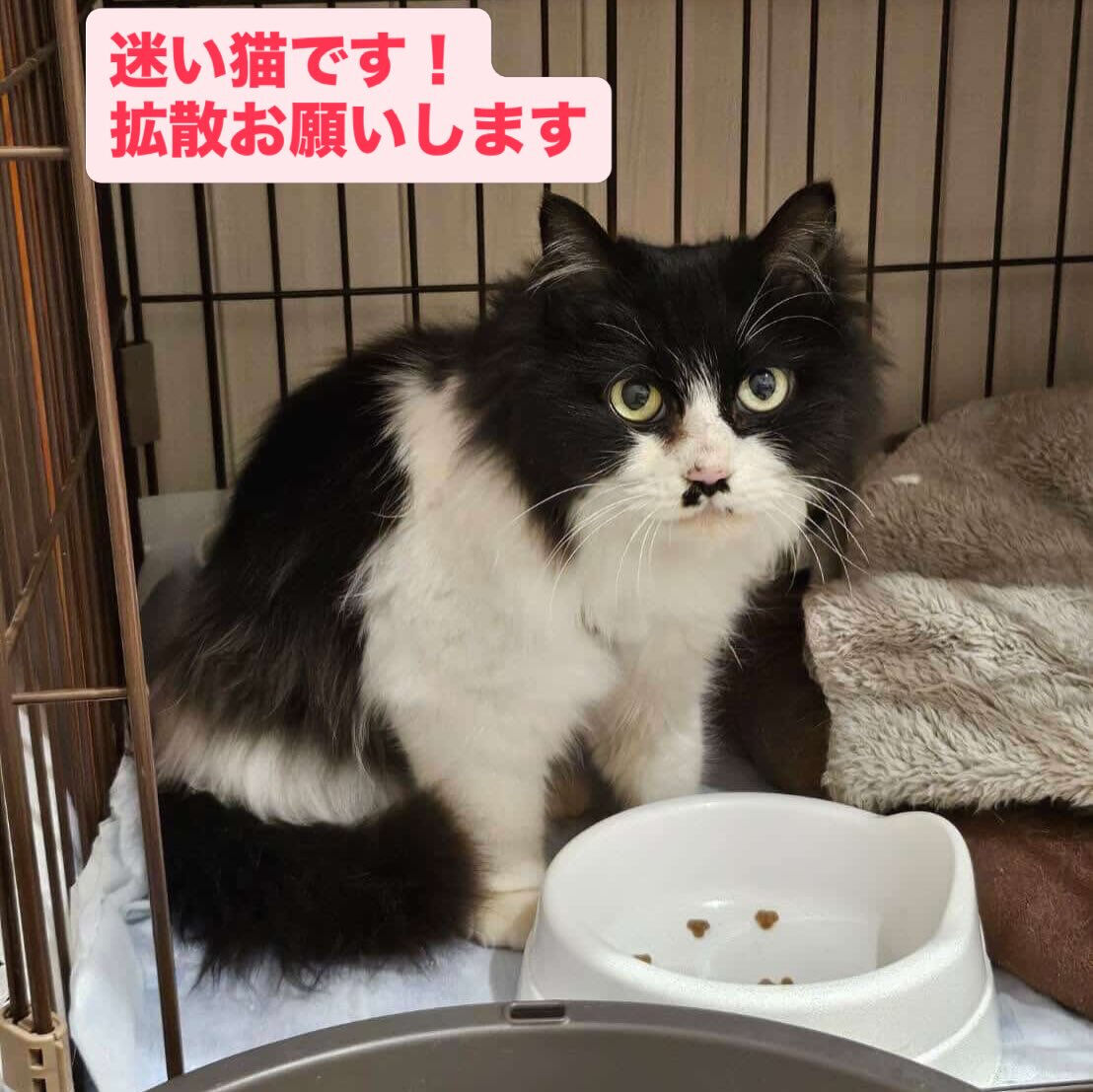 🔴🔴迷い猫のおたずねです🔴🔴