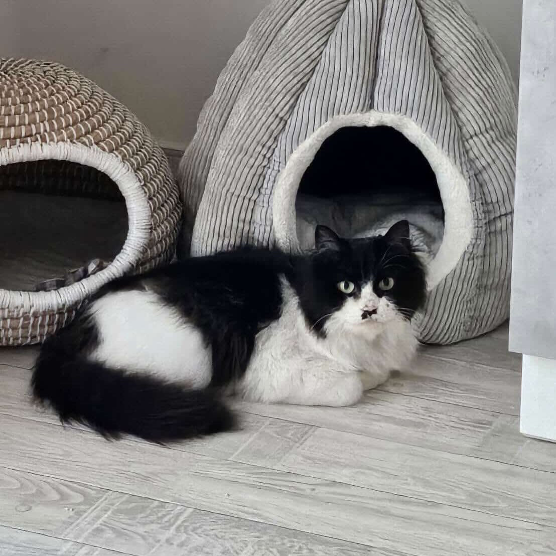 🔴🔴迷い猫のおたずねです🔴🔴