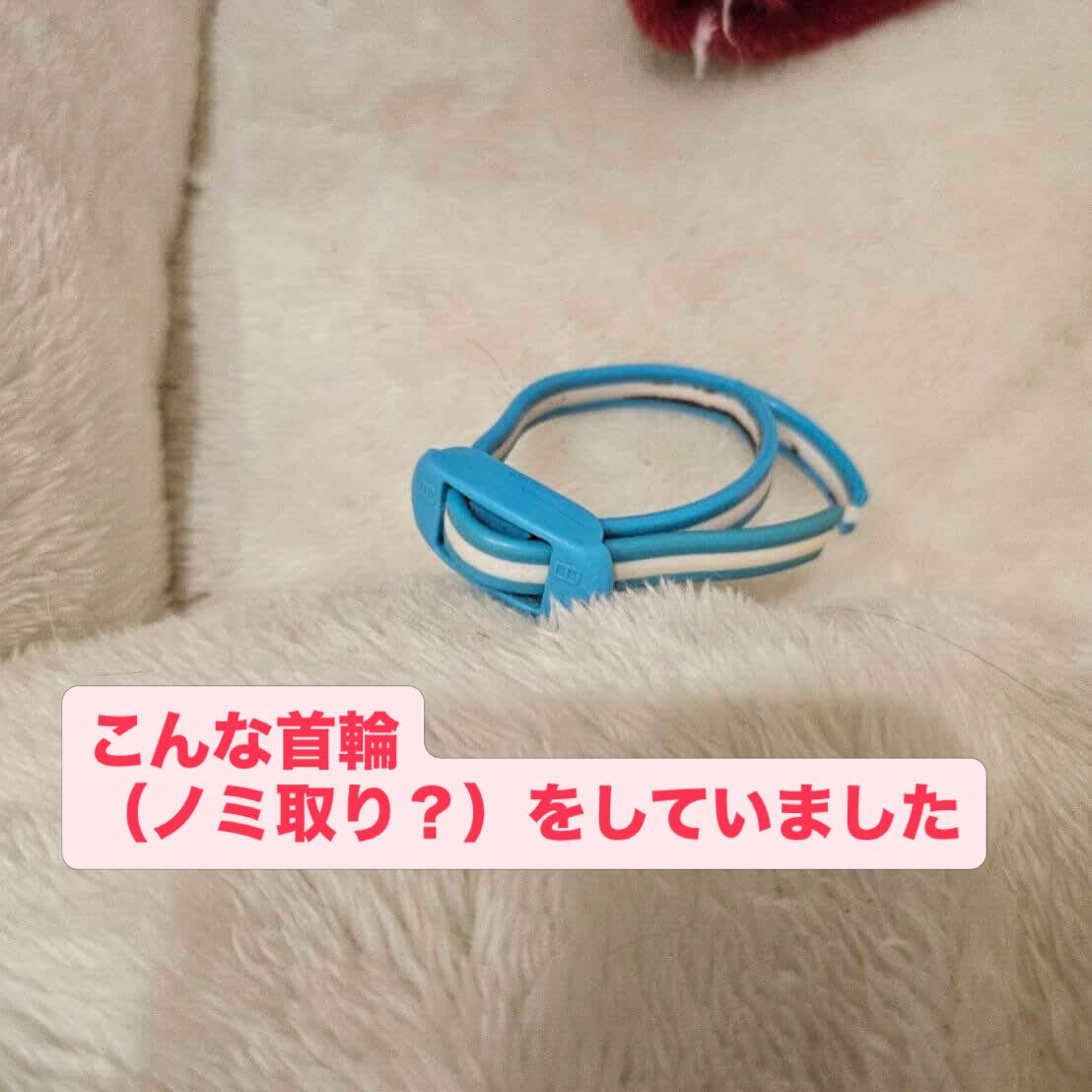 🔴🔴迷い猫のおたずねです🔴🔴