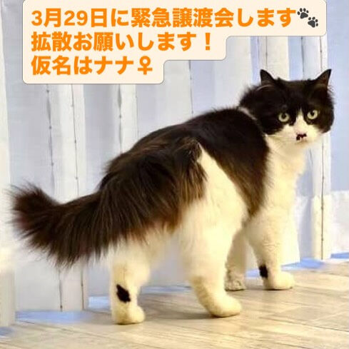 毎日が譲渡会だよ♡