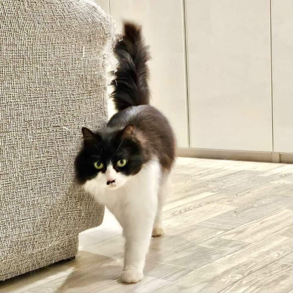 毎日が譲渡会だよ♡