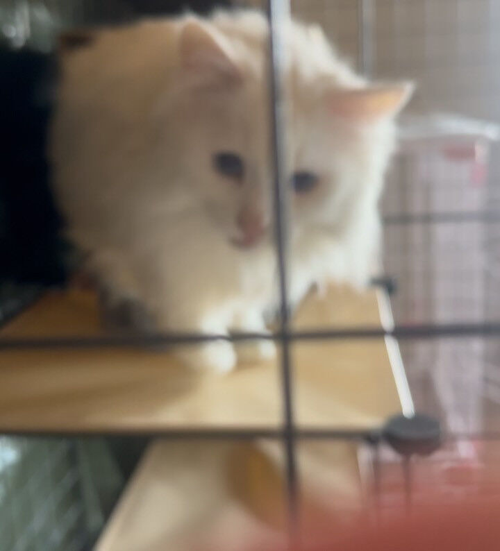 お利口にお留守番できたよ🐾