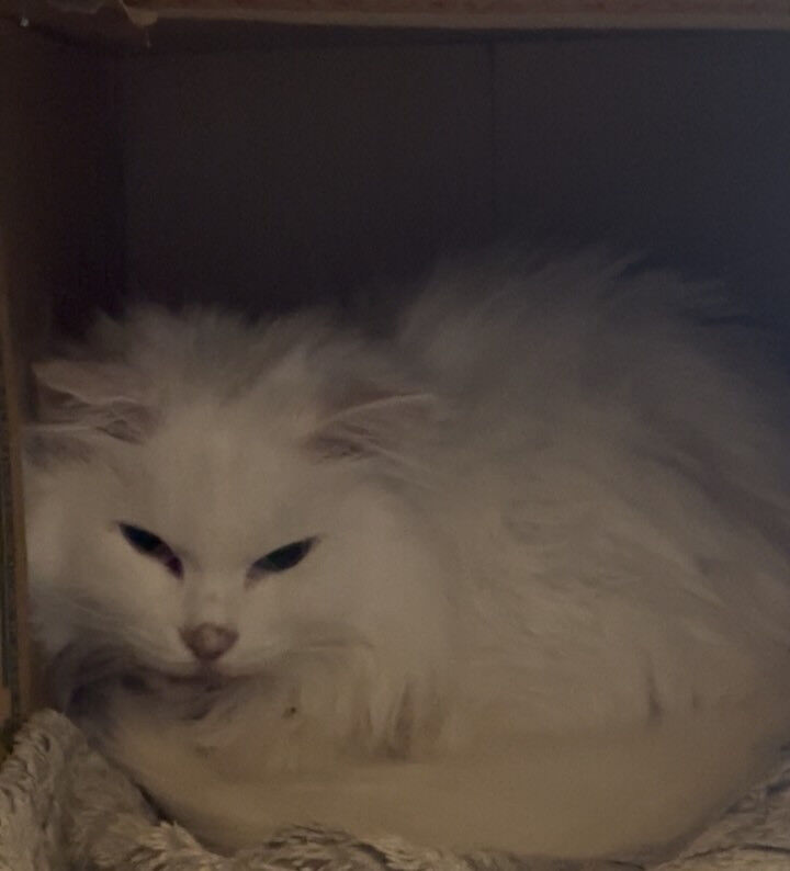 お利口にお留守番できたよ🐾