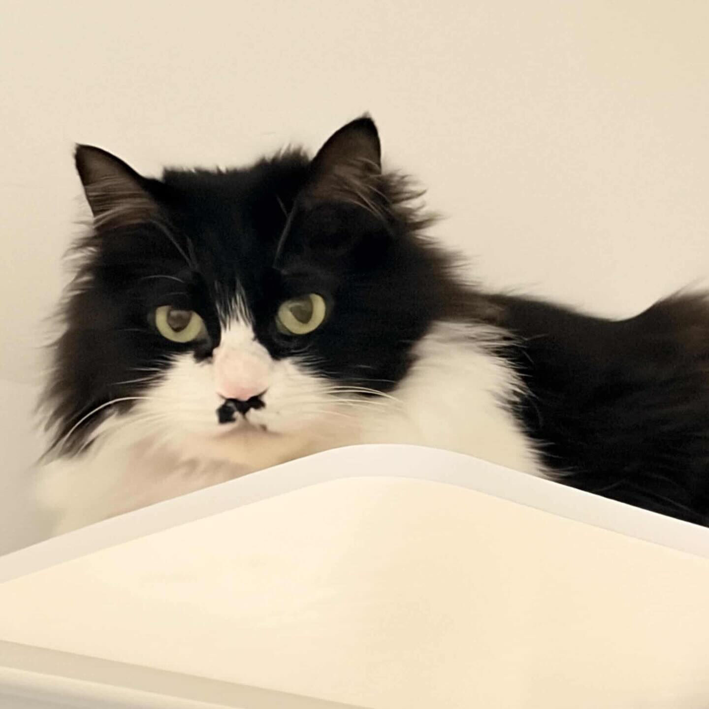 明日は特別参加の日曜日譲渡会🐾