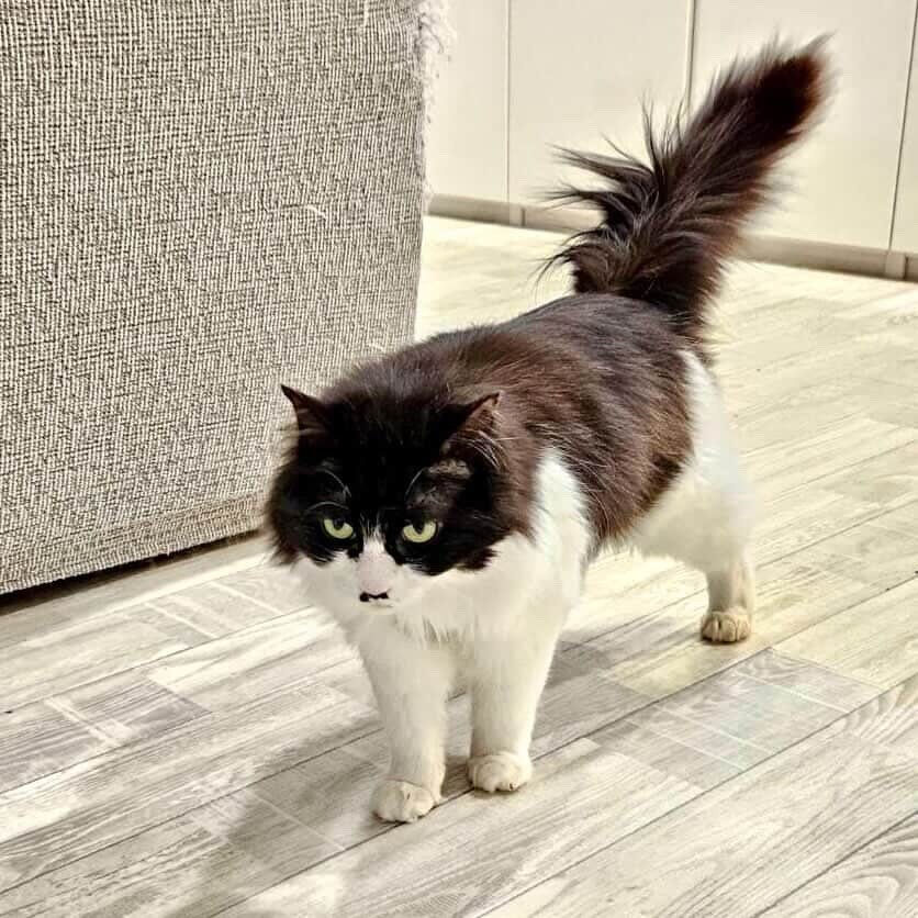 明日は特別参加の日曜日譲渡会🐾