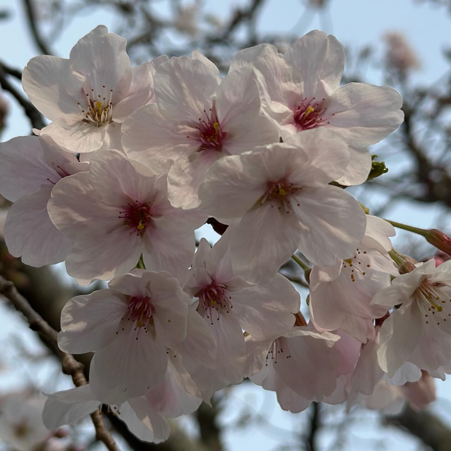 嬉しいご報告に桜が咲いた🌸
