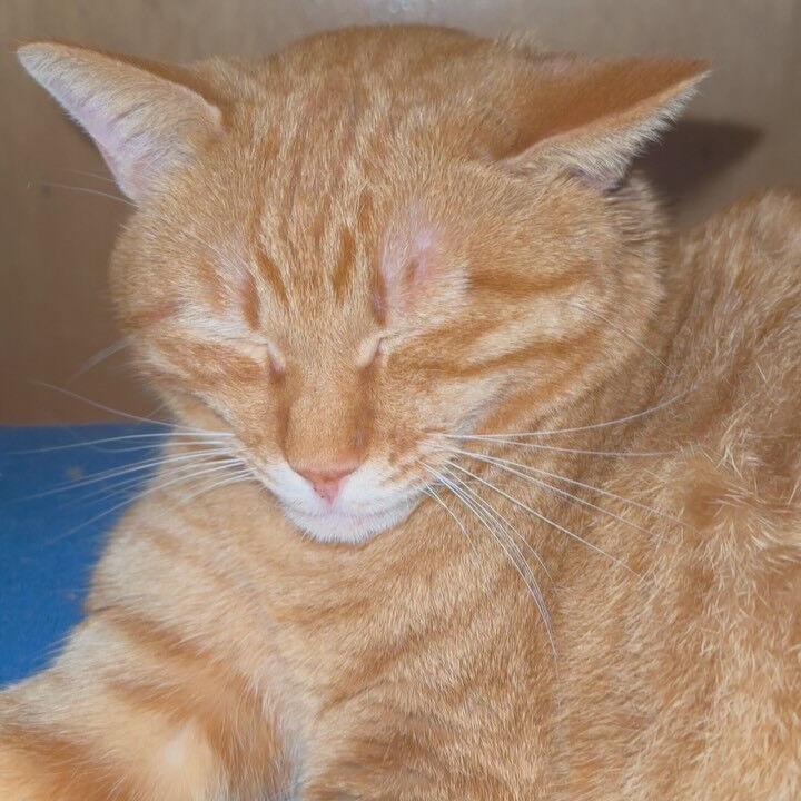 夢から覚めたみたいな豆吉😹