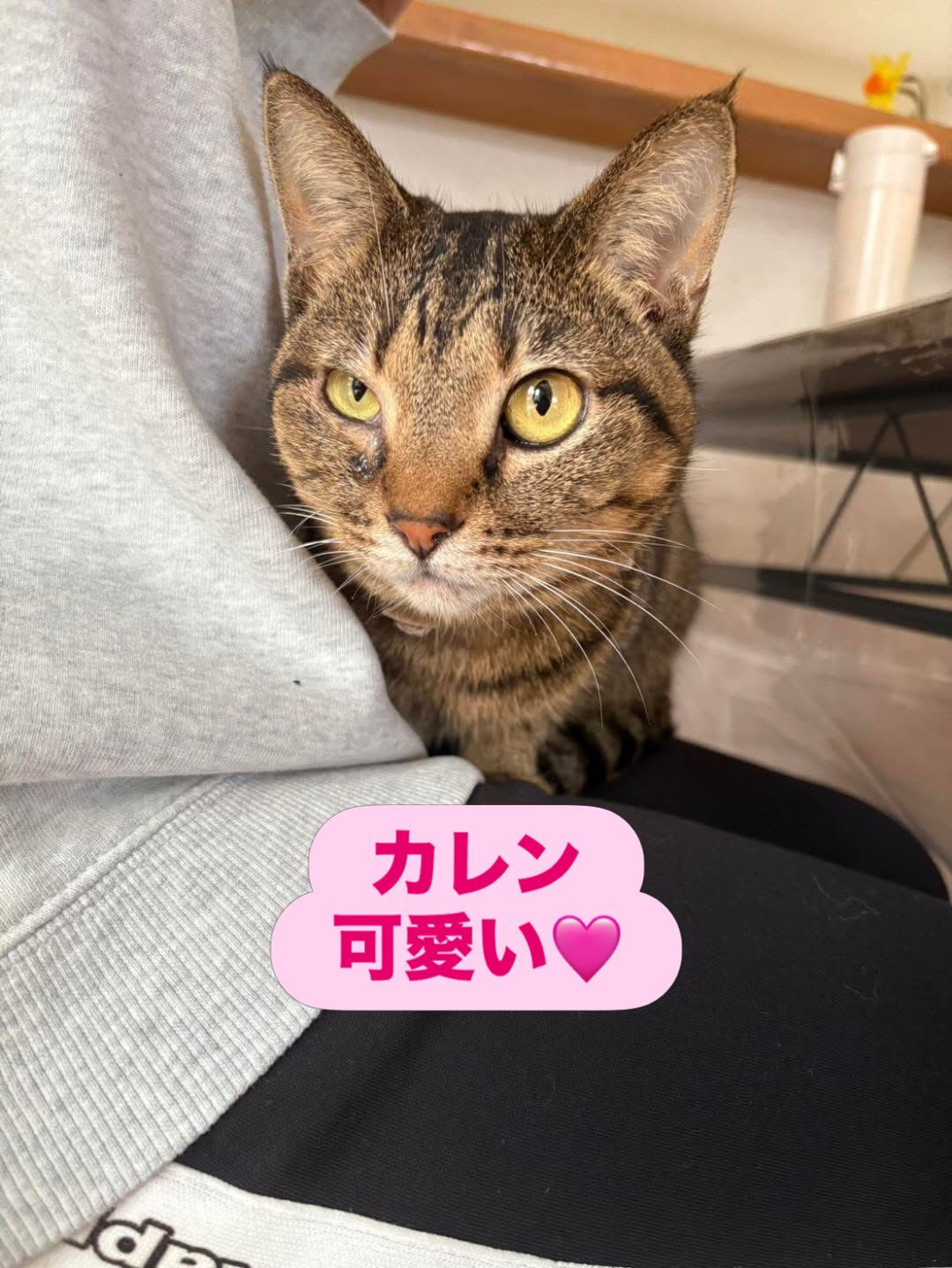 里親様も遊びに来るよ🐾