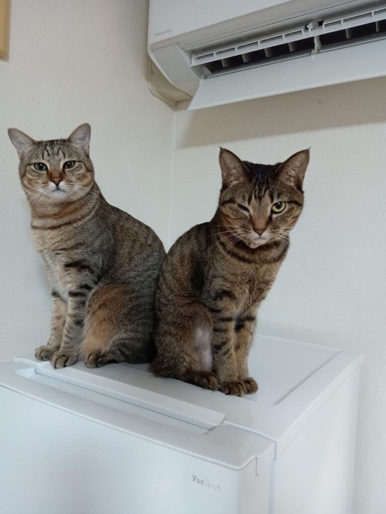 里親様も遊びに来るよ🐾