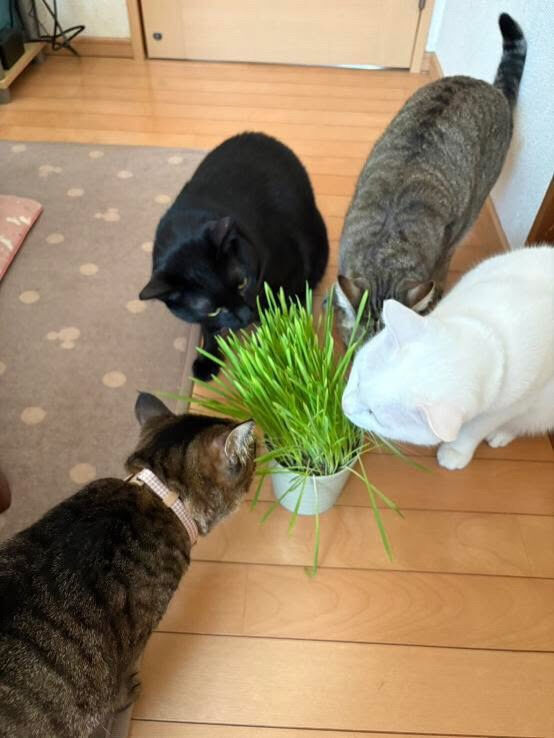 里親様も遊びに来るよ🐾