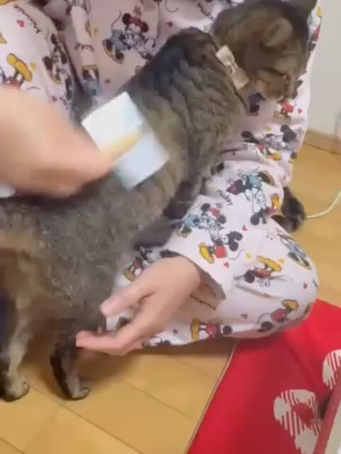 里親様も遊びに来るよ🐾