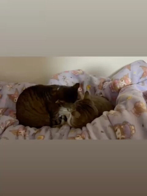 里親様も遊びに来るよ🐾
