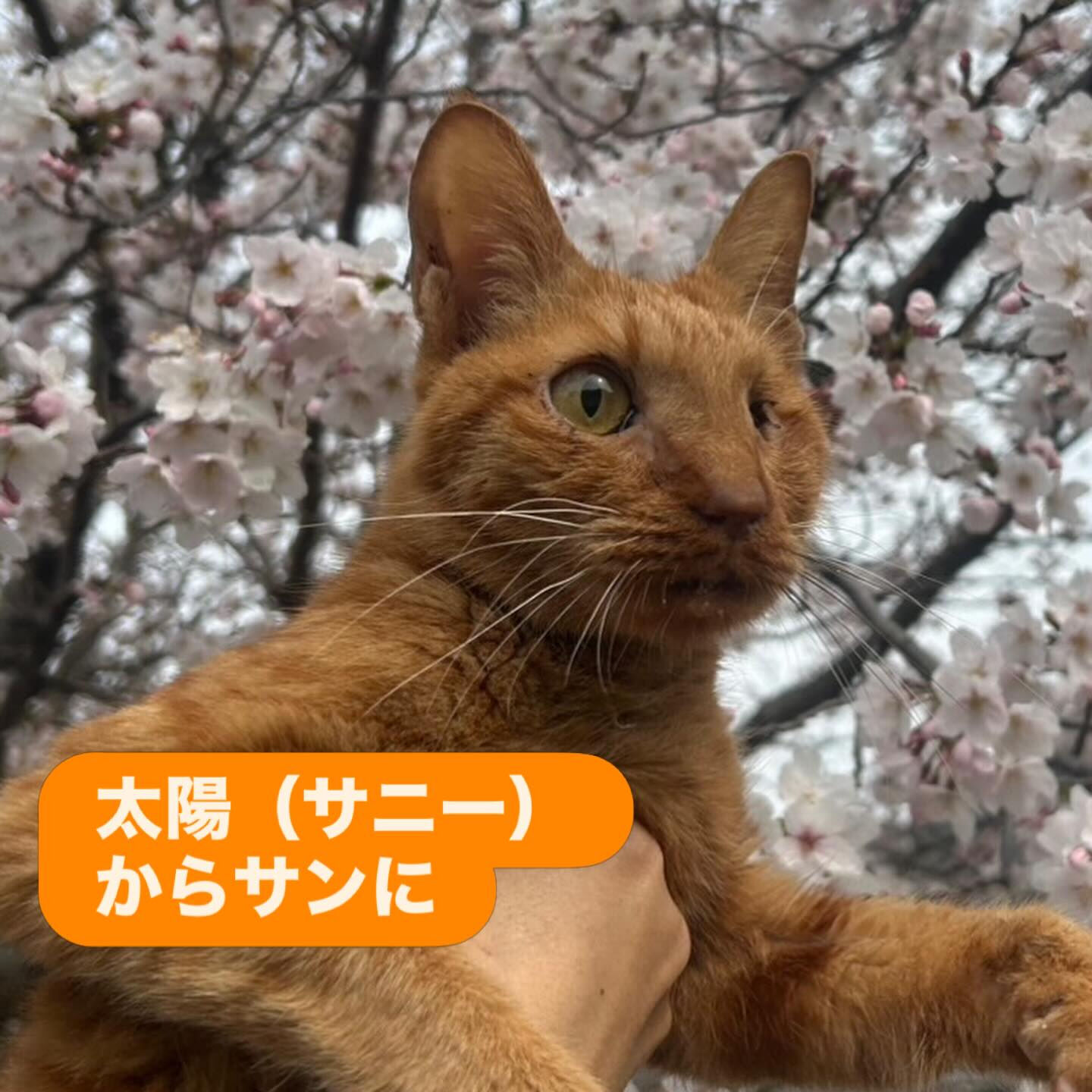 次の土日まで咲いてたらいいな🌸