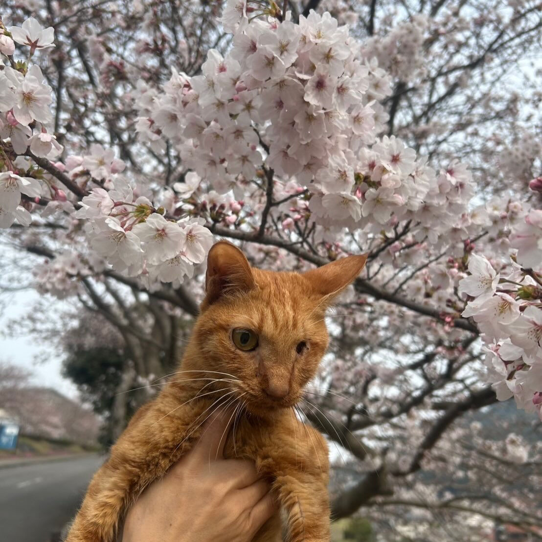 次の土日まで咲いてたらいいな🌸