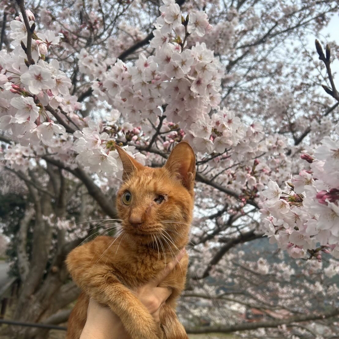 次の土日まで咲いてたらいいな🌸