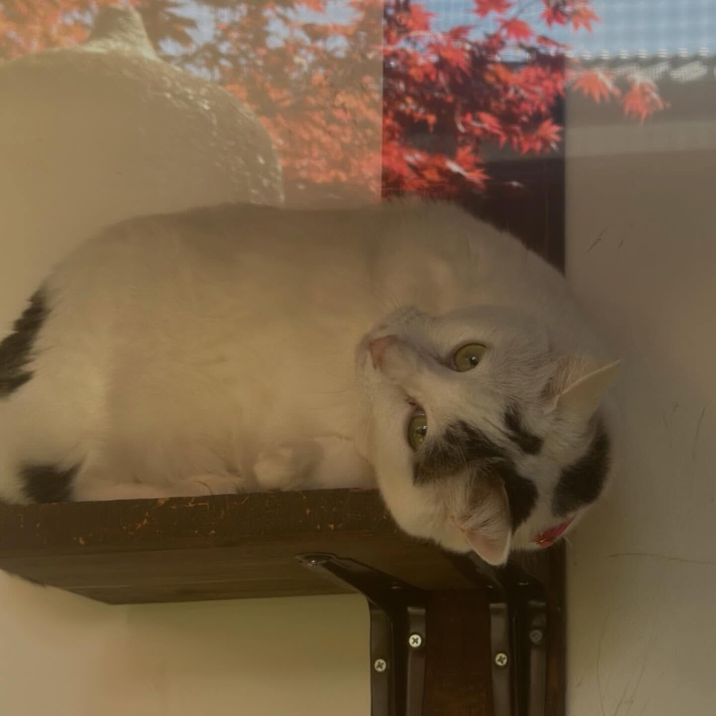 お庭からこんにちは🍁