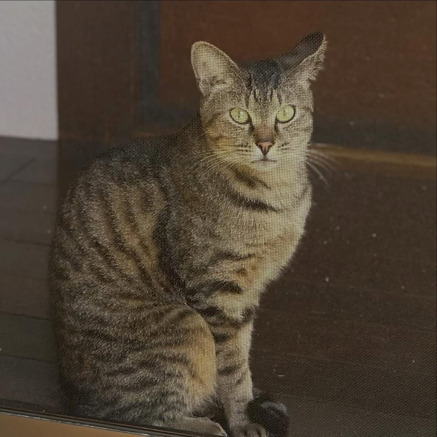 お庭からこんにちは🍁