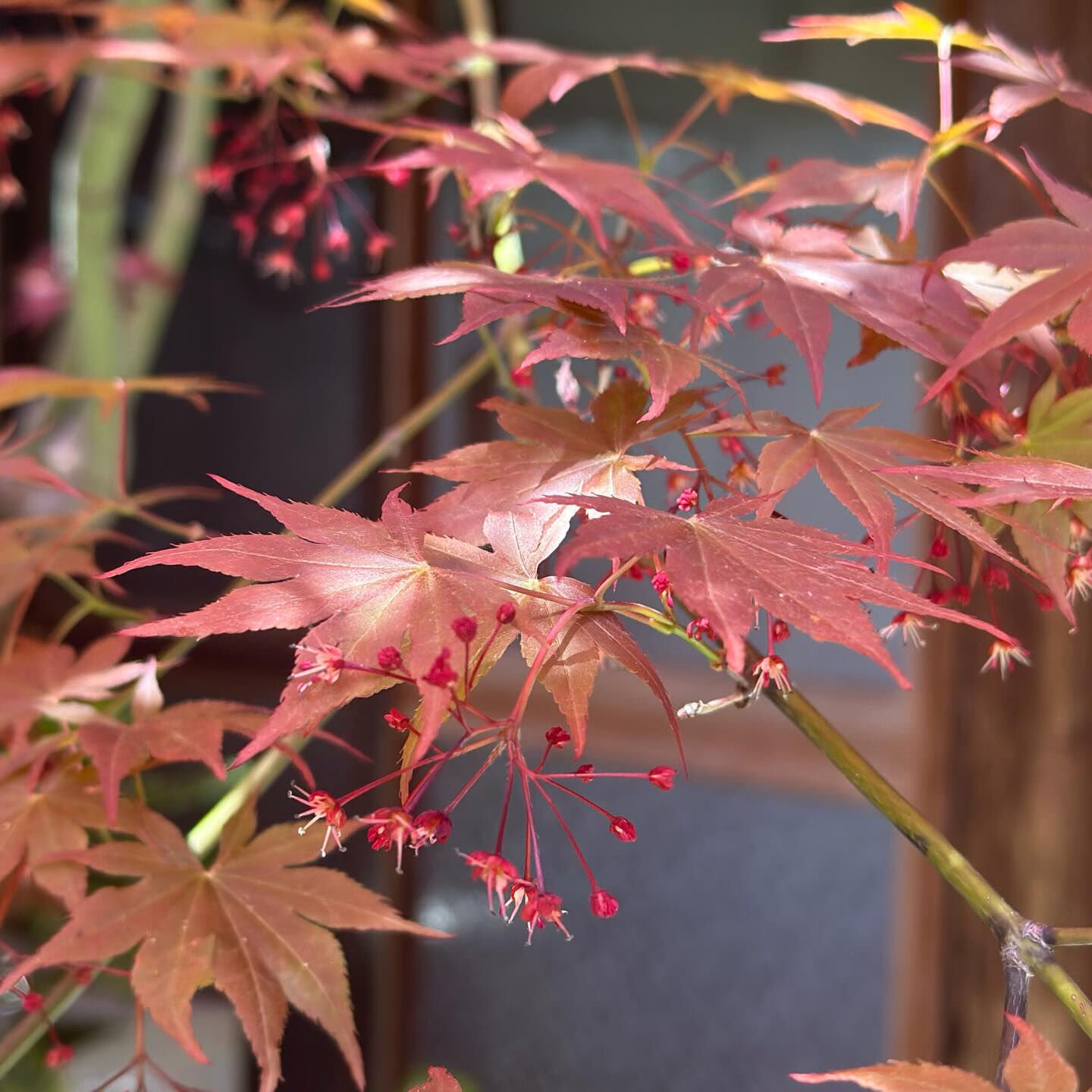 お庭からこんにちは🍁