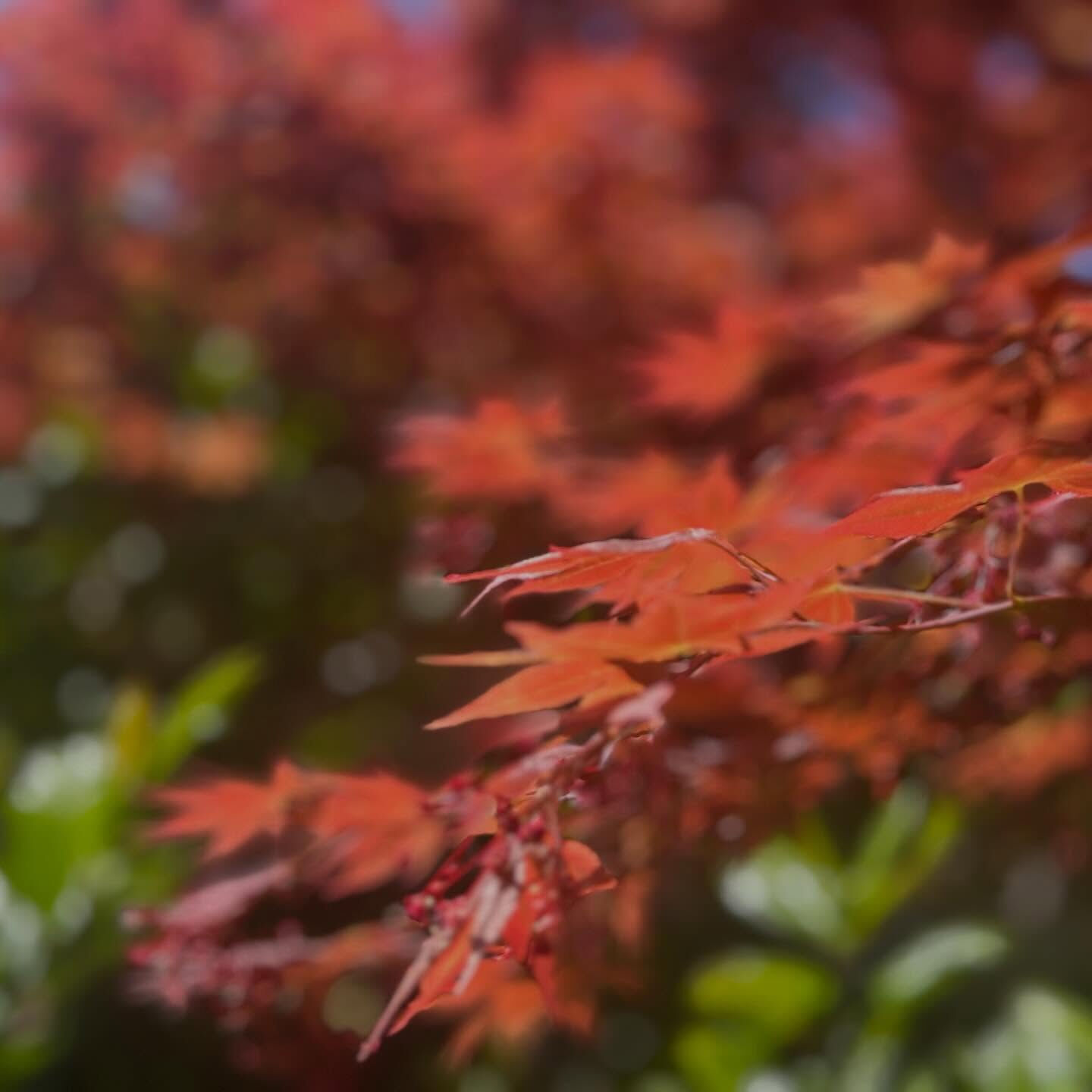 お庭からこんにちは🍁
