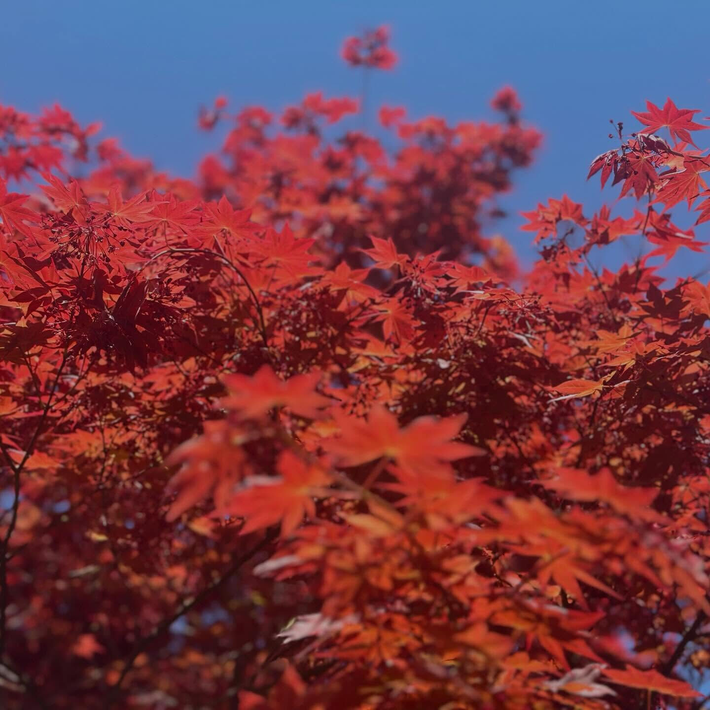 お庭からこんにちは🍁