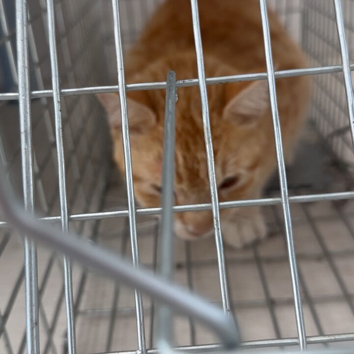 お花畑のあるお庭で捕獲しました🌷