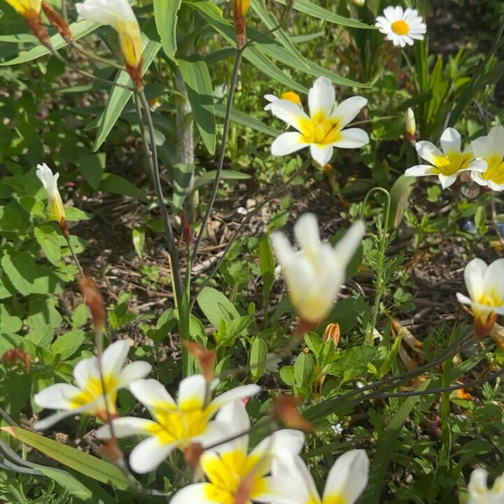 お花畑のあるお庭で捕獲しました🌷