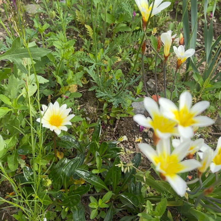 お花畑のあるお庭で捕獲しました🌷