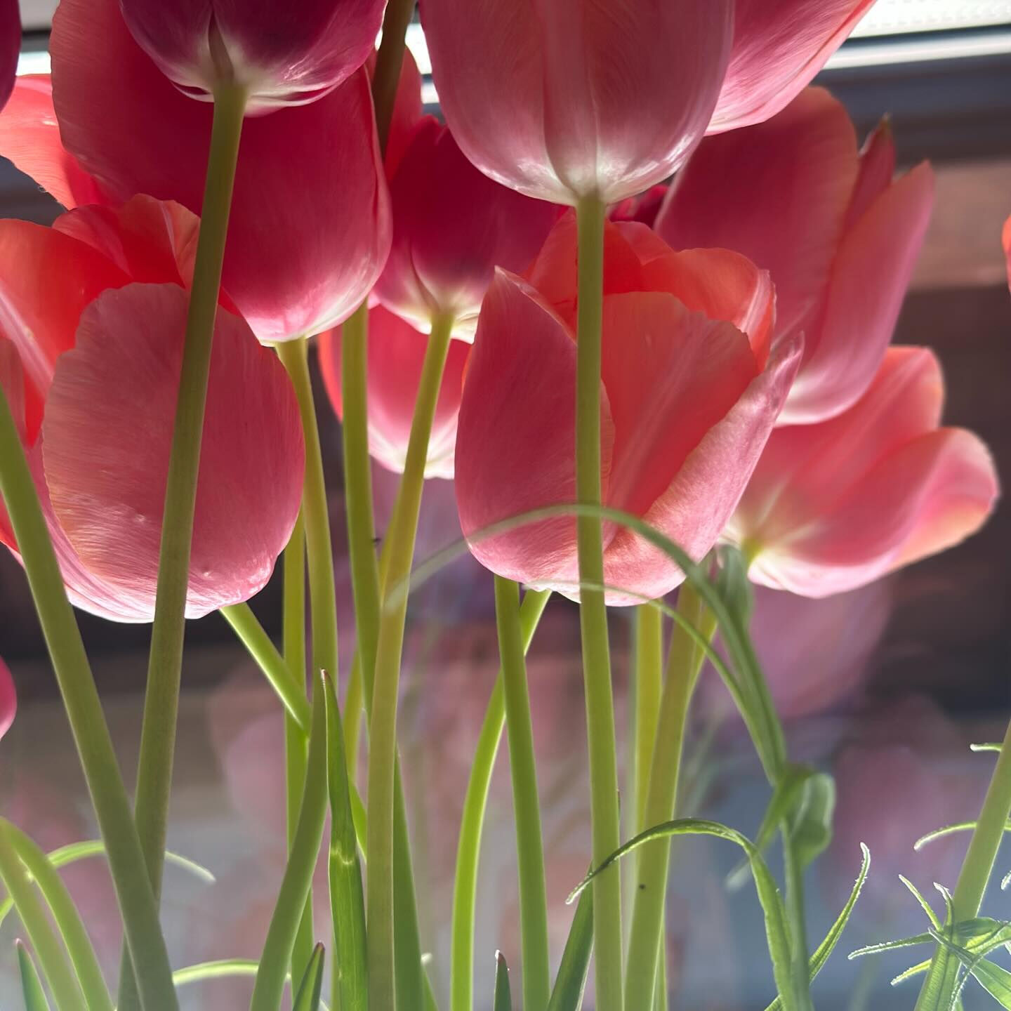 お花畑のあるお庭で捕獲しました🌷