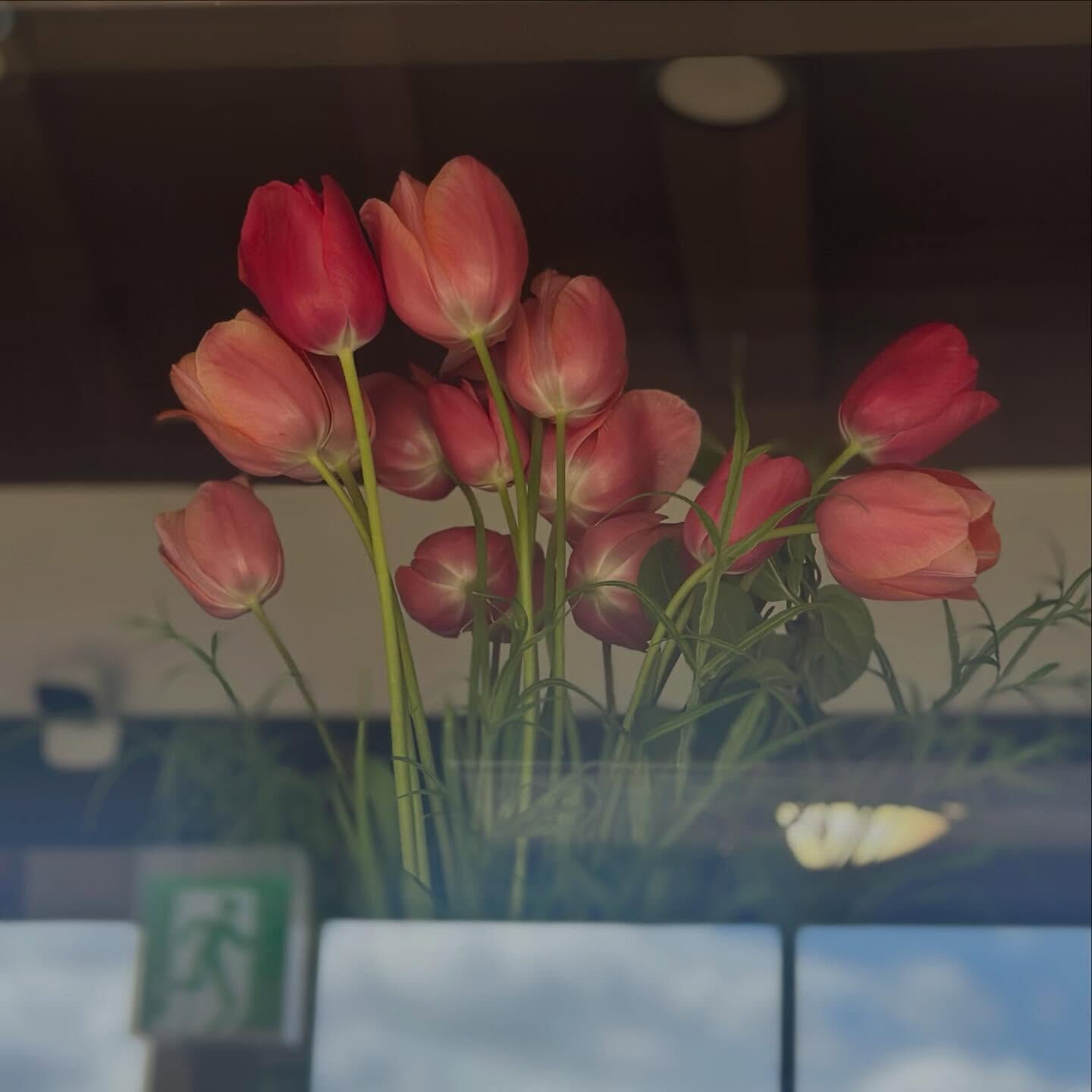 お花畑のあるお庭で捕獲しました🌷
