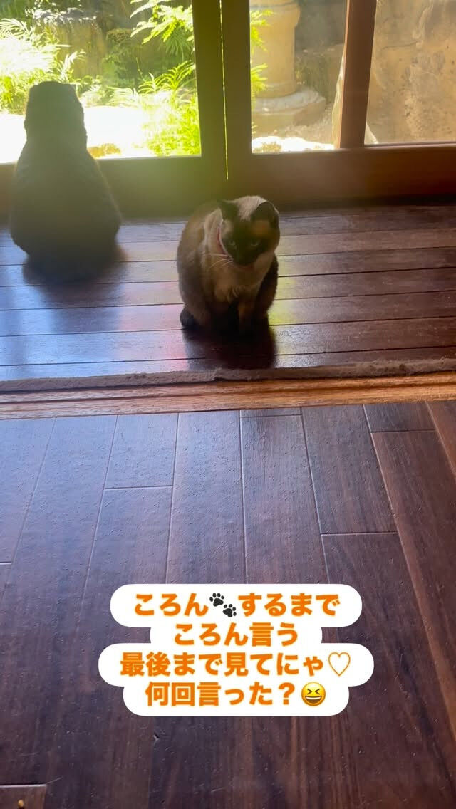 いいお天気ににゃんずウキウキ☀️