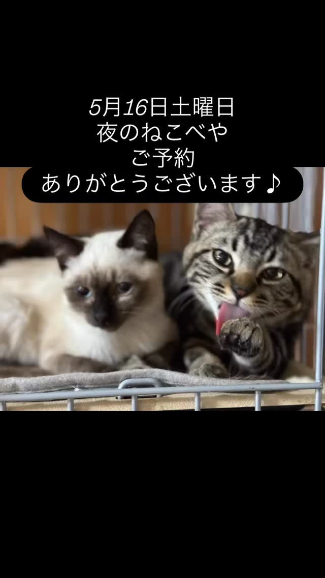 Saturday night Kawaii🐾