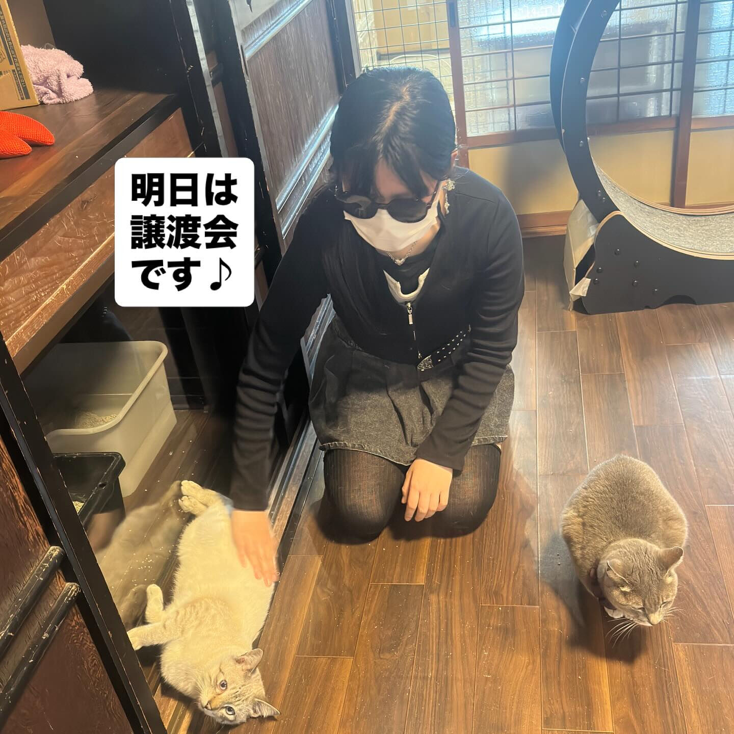 明日は一般のかいくん参加の譲渡会❣️