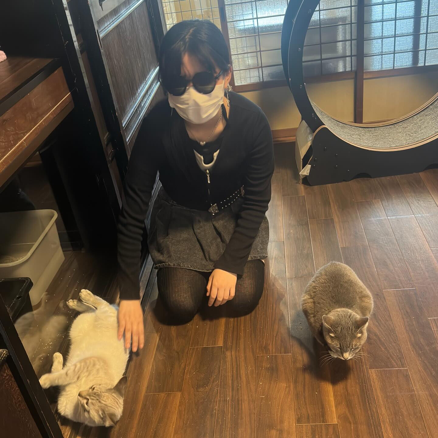 明日は一般のかいくん参加の譲渡会❣️