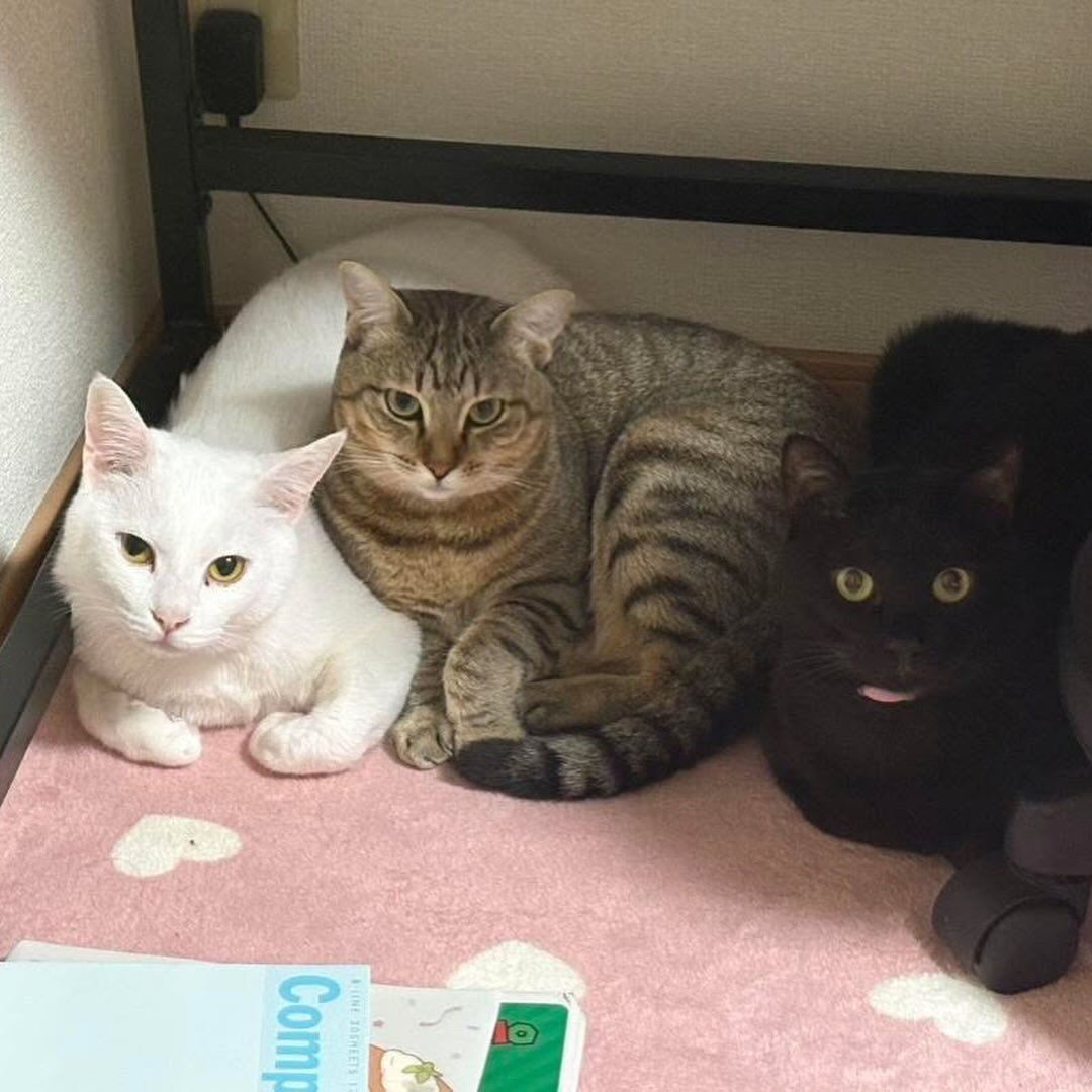 カレンの日常シリーズ♪