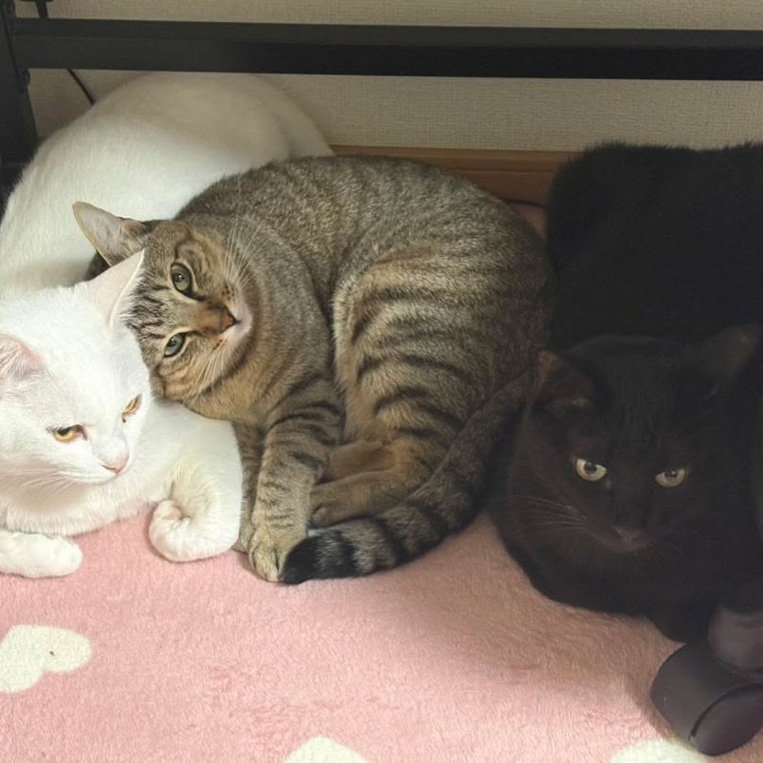 カレンの日常シリーズ♪