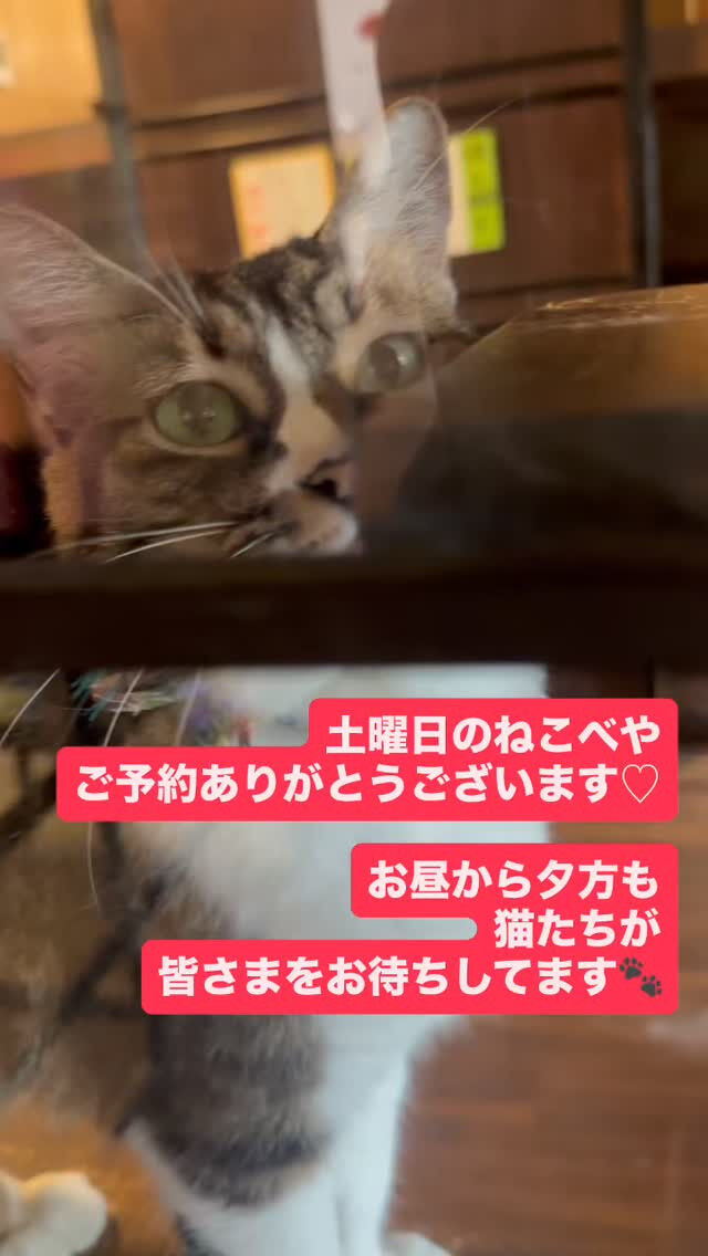動画サムネイル