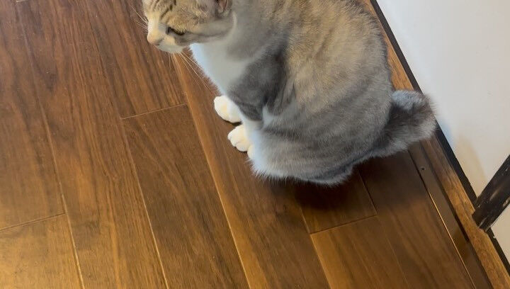 お返事する子たちだにゃ🐾