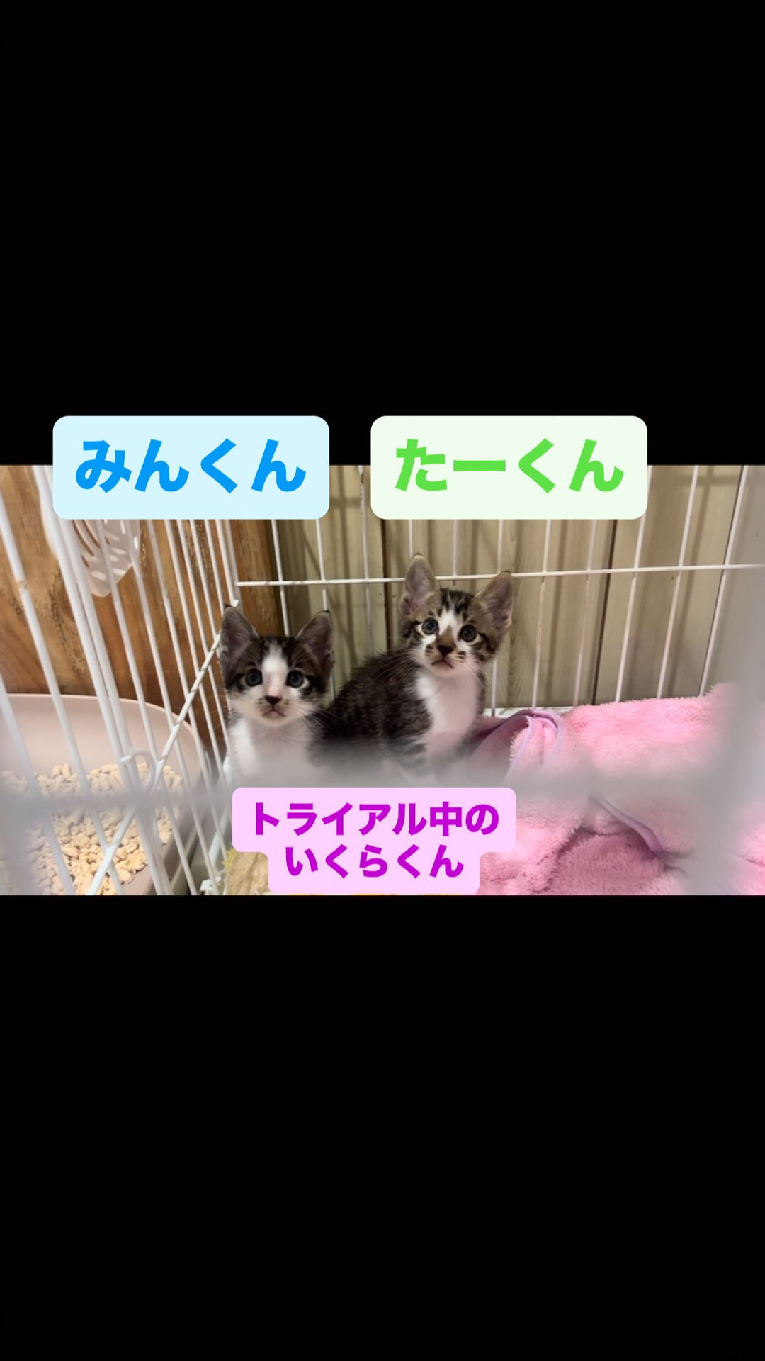 里親様募集中の兄弟です👬
