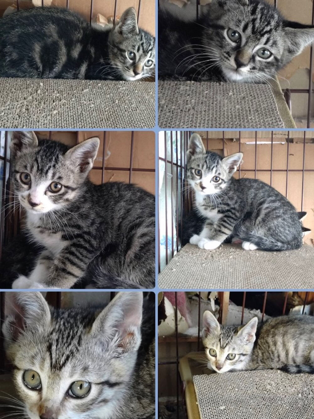子猫を迎えたい方へ！