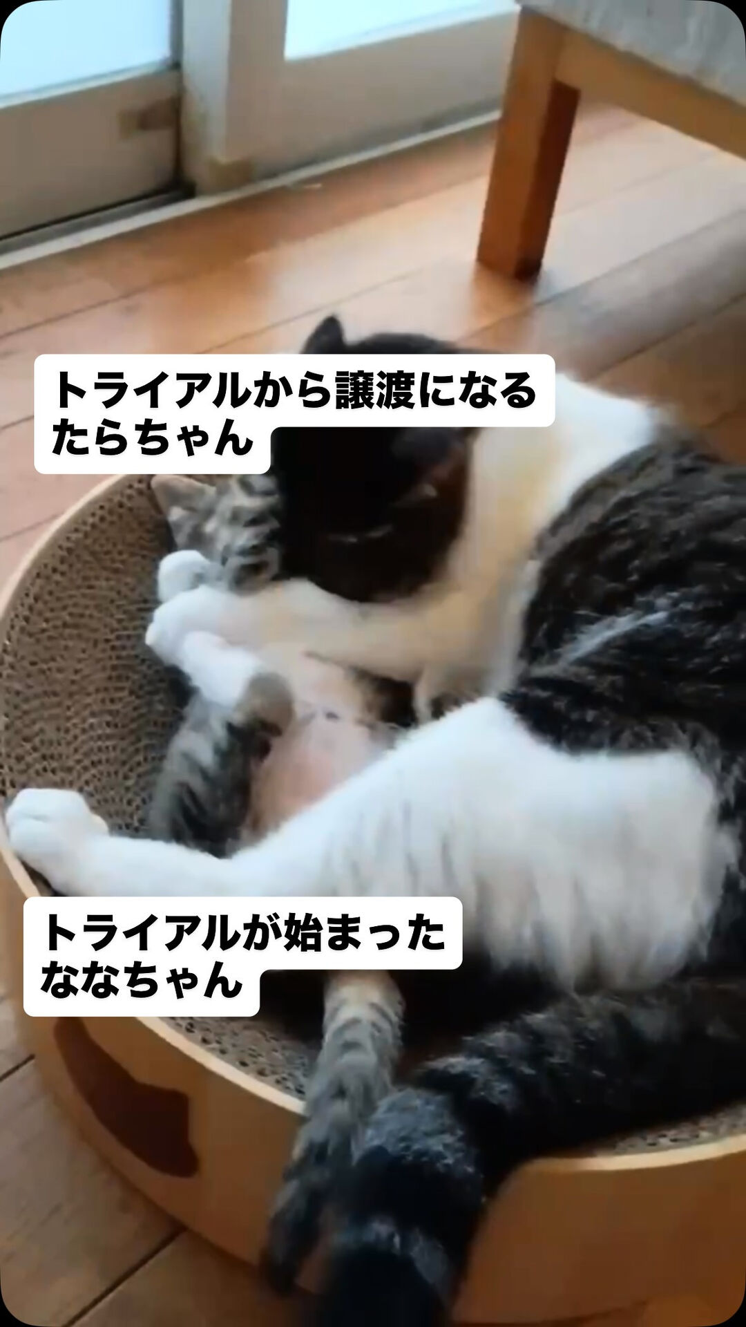 トライアル完了と開始の子たち🐾