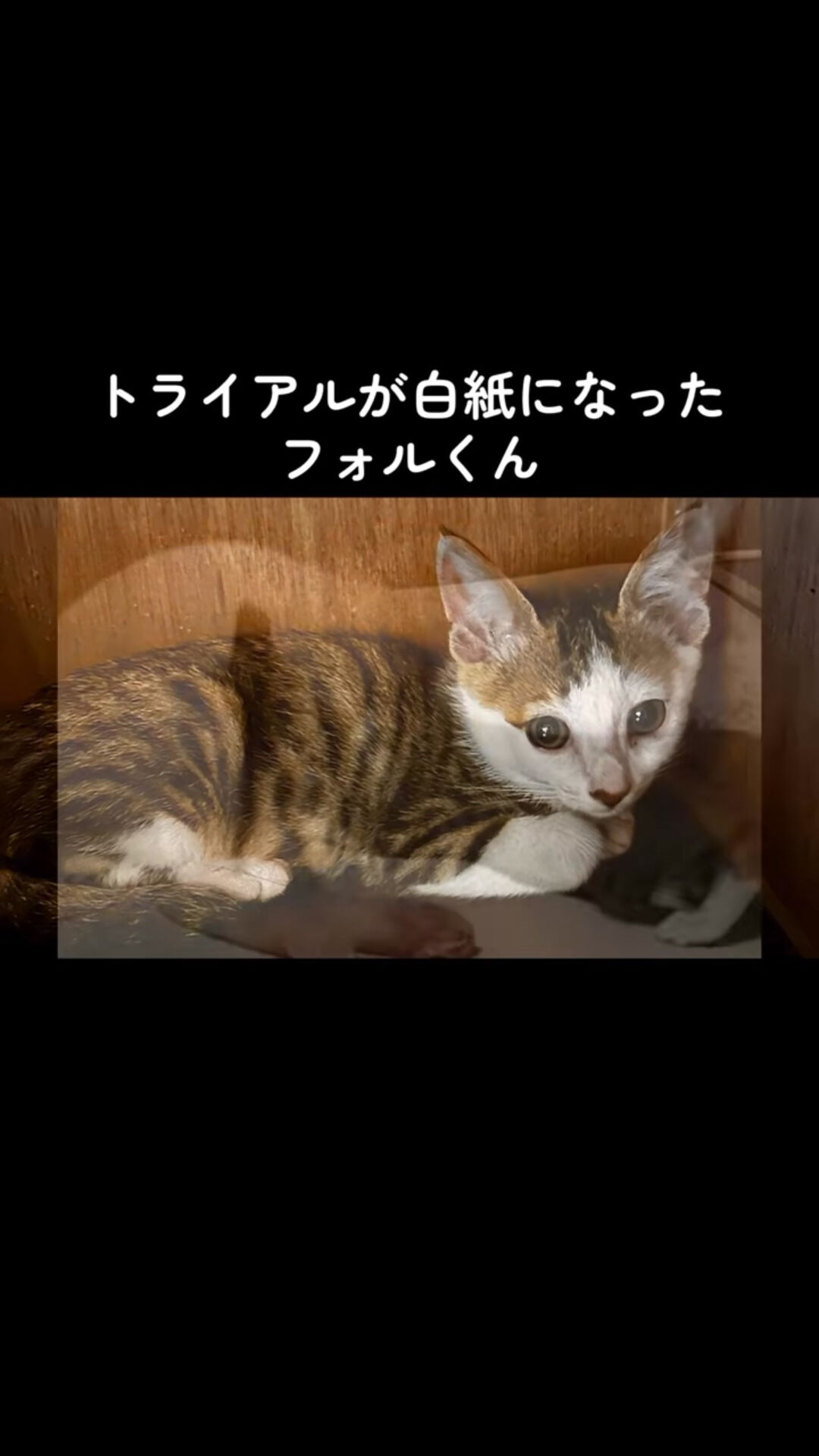 明日は日曜譲渡会❣️子猫が来ます❣️