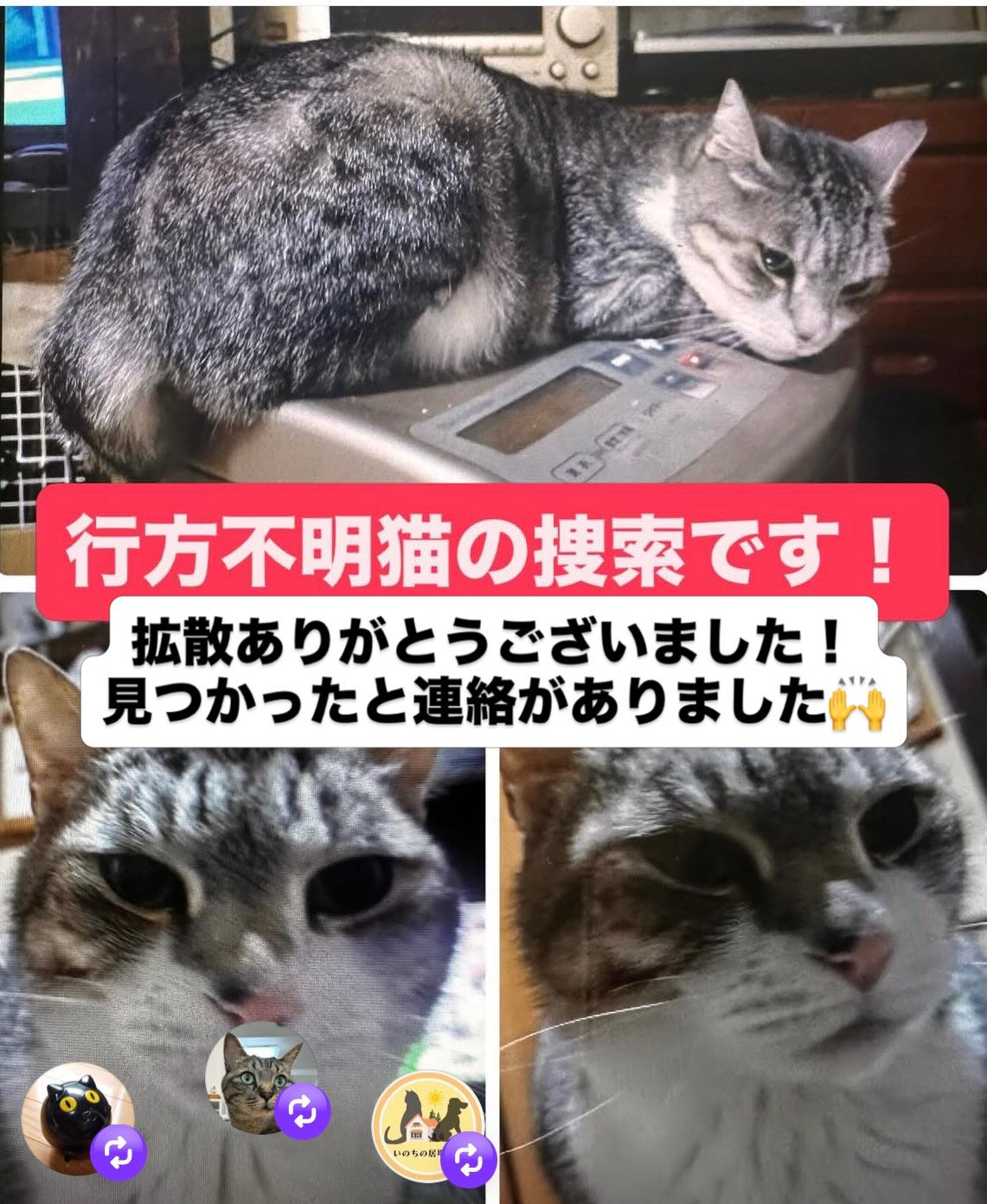 行方不明猫が見つかりました！